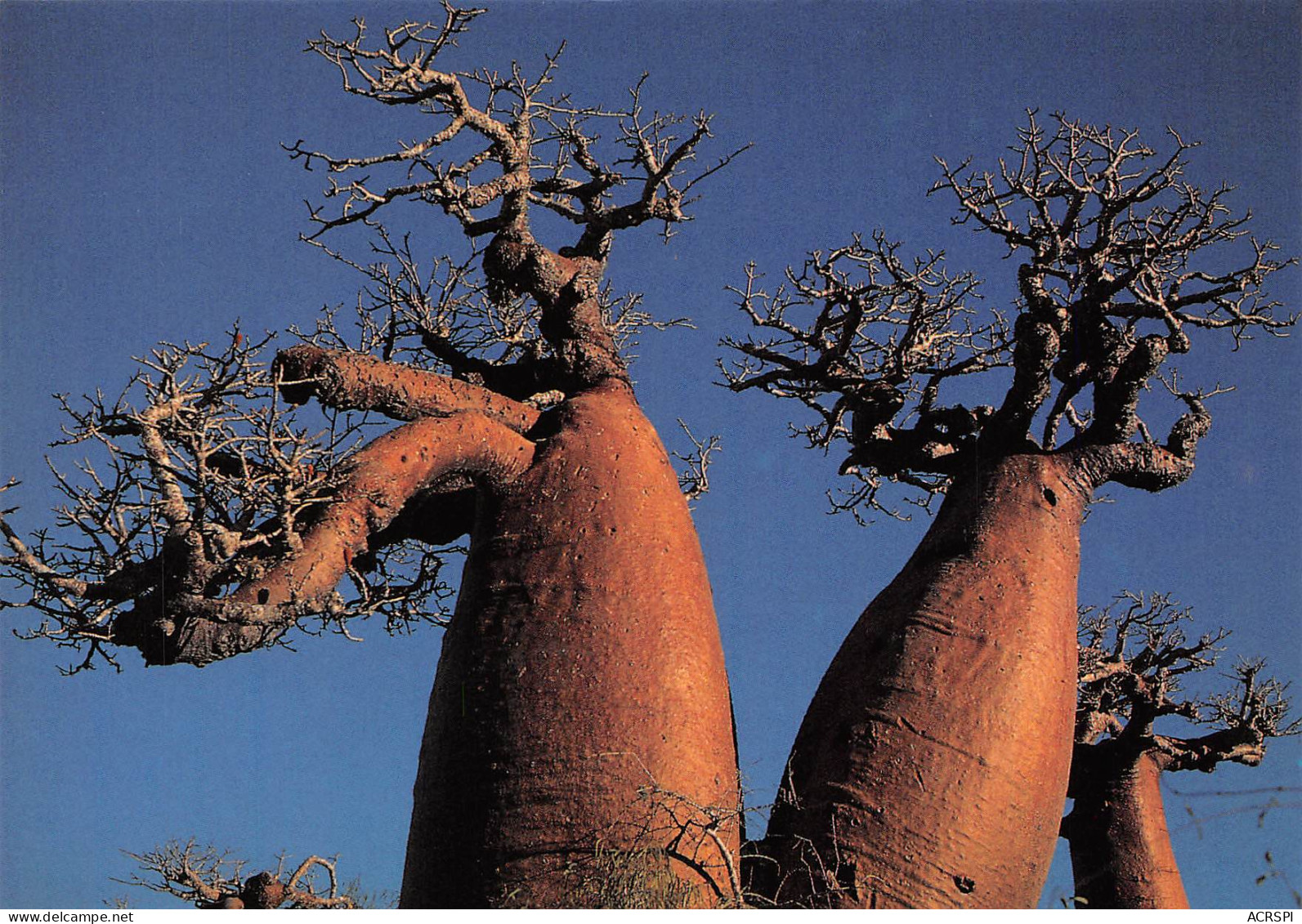 MADAGASCAR  Baobabs Bouteille Du Sud à MORONDAVA Tananarive Antananarivo  Carte Vierge  (Scans R/V) N° 19 \ML4041 - Madagascar