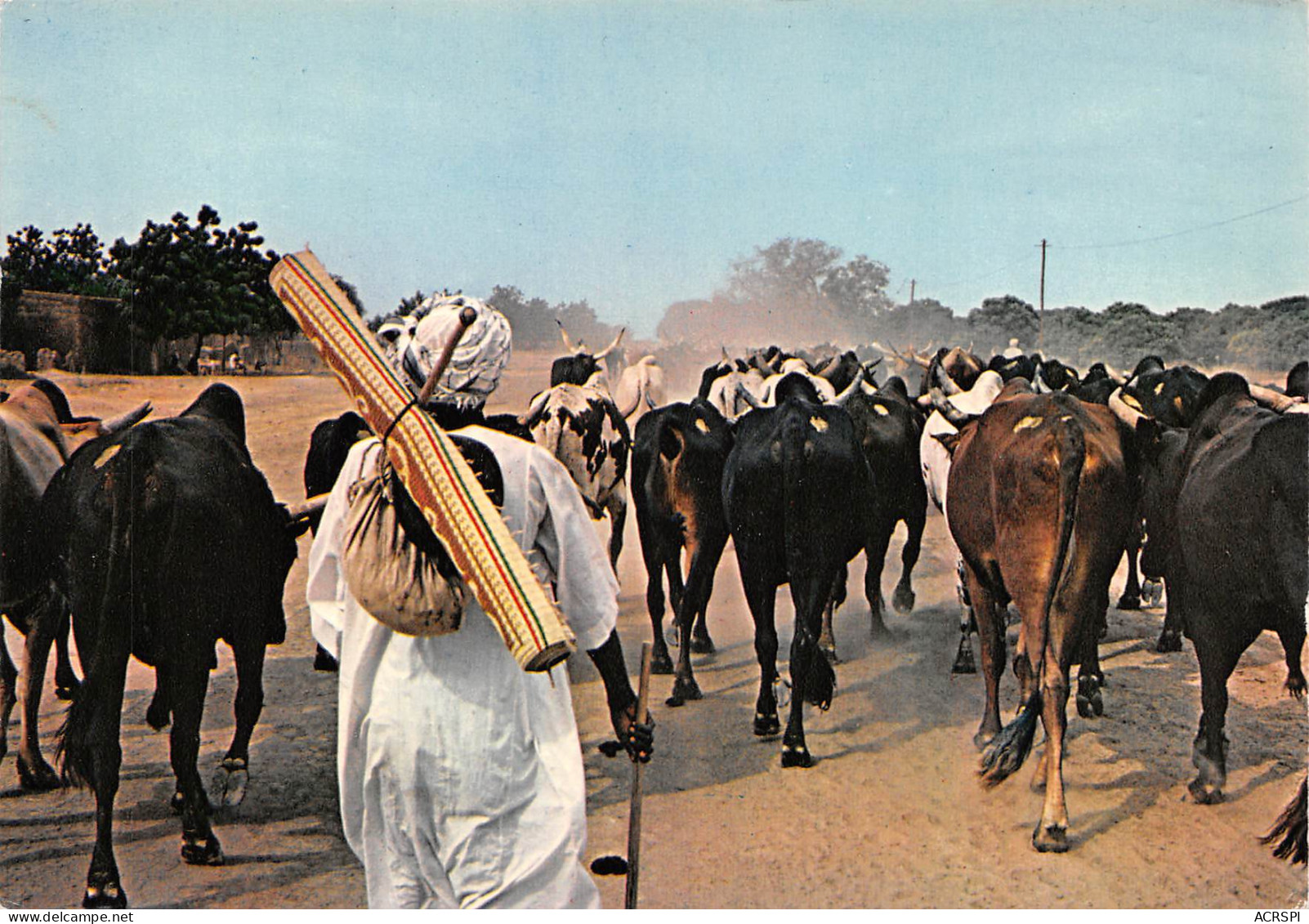 Afrique Du Sud DURBAN Troupeau De Zébus  (scans R/V) N° 32 \ML4057 - Zuid-Afrika