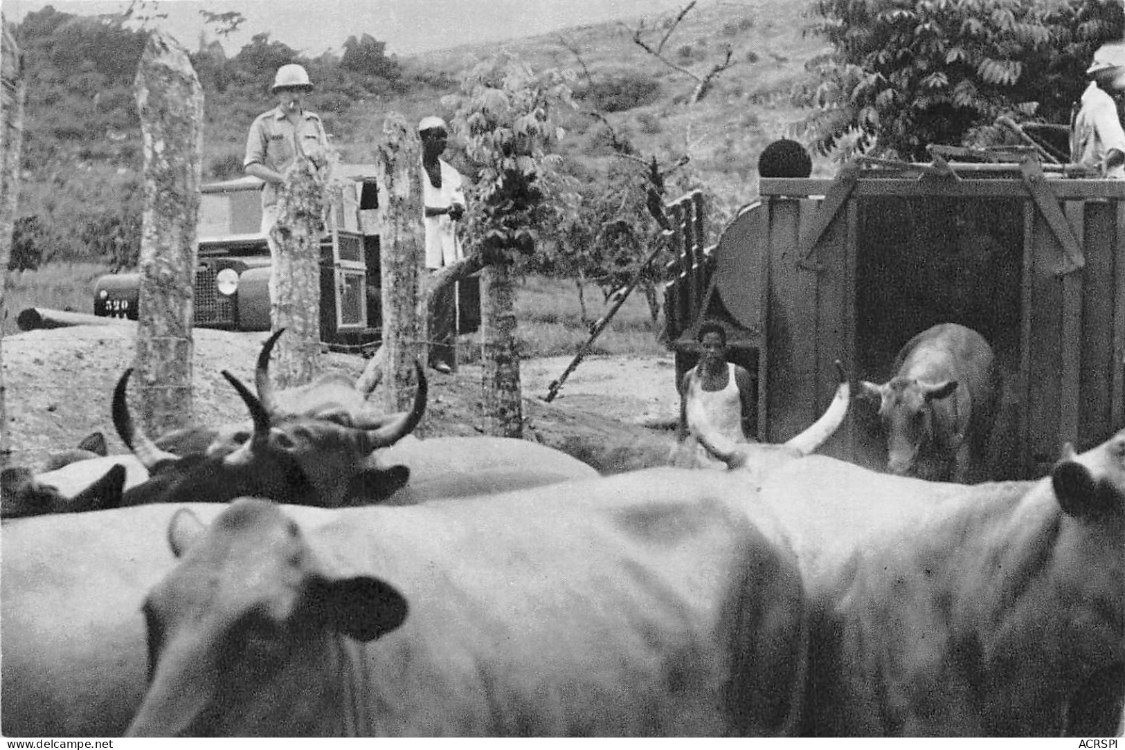 Oubangui-Chari République Centrafricaine Déchargement Des Vaches  Vierge Non Circulé  (scans R/V) N° 65 \ML4057 - Central African Republic