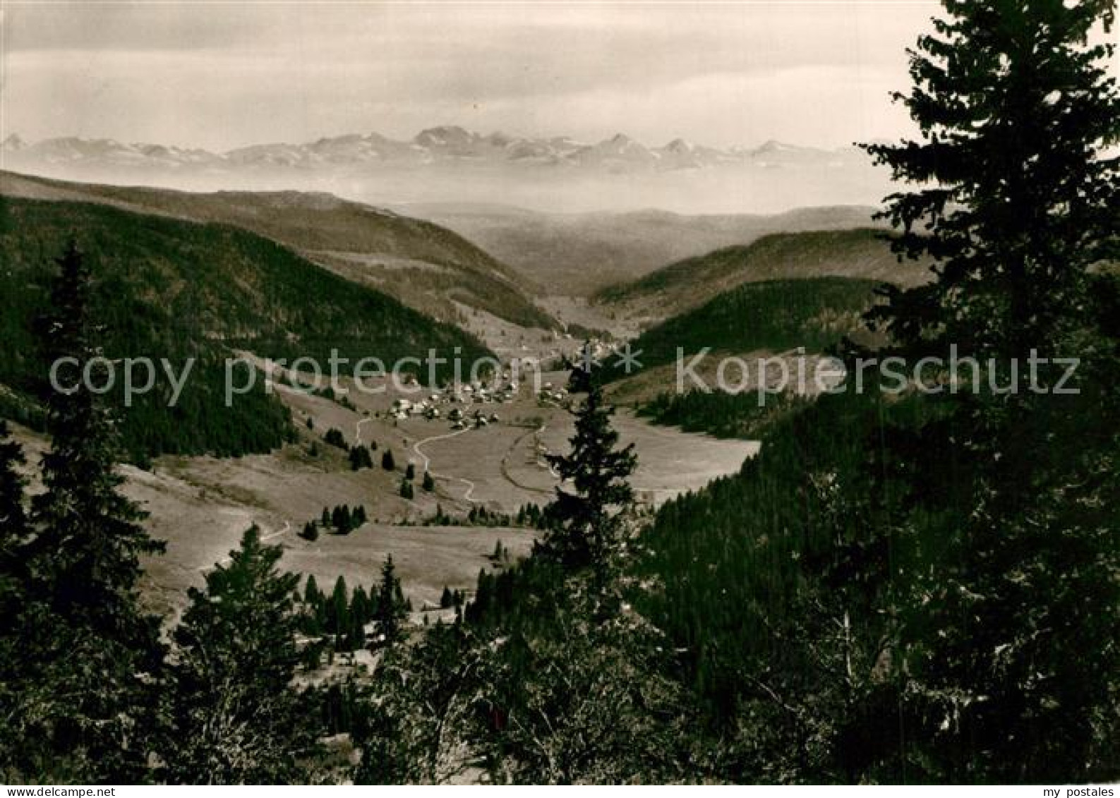 73335562 Menzenschwand Landschaftspanorama Schwarzwald Mit Schweizer Alpen Menze - St. Blasien