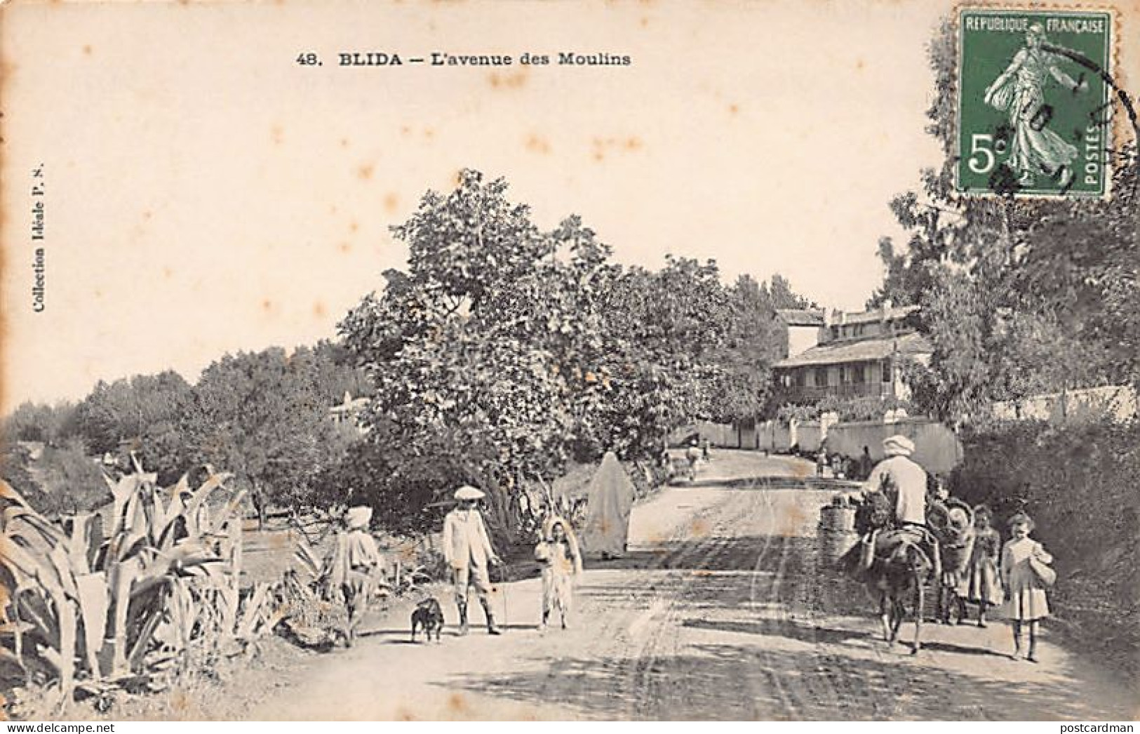 BLIDA - L'avenue Des Moulins - Blida