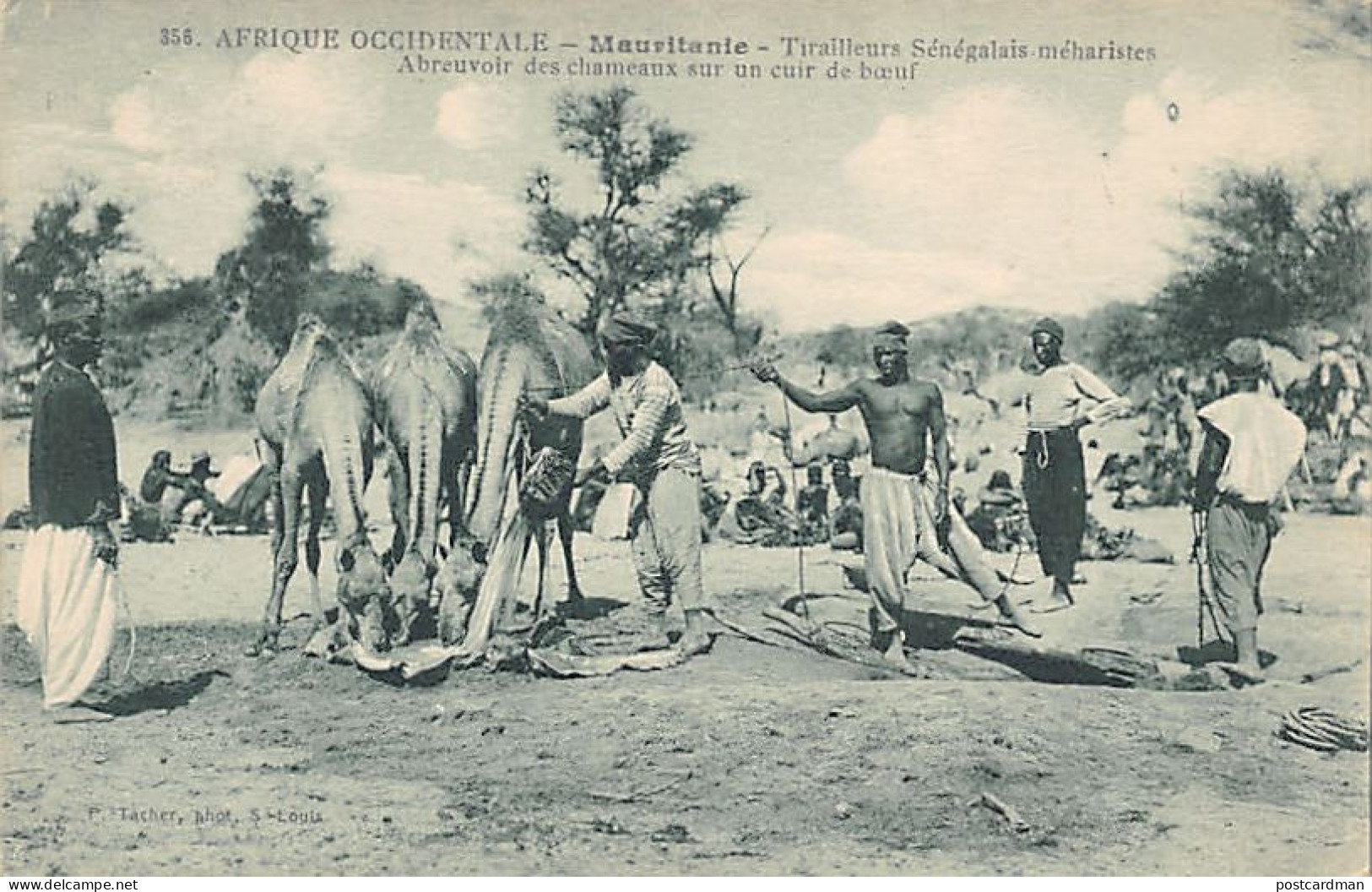Mauritanie - Tirailleurs Sénégalais Méharistes - Abreuvoir Des Chameaux Sur Une Cuir De Bœuf - Ed. Tacher 358 - Mauritania