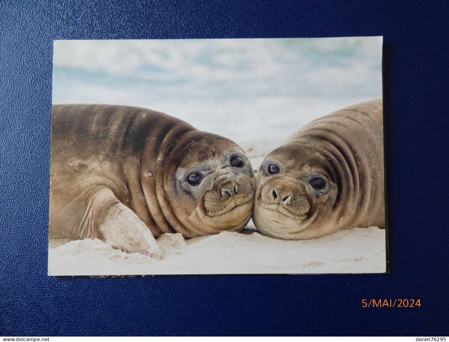 Cartes Postales Antarctique - Collezioni & Lotti