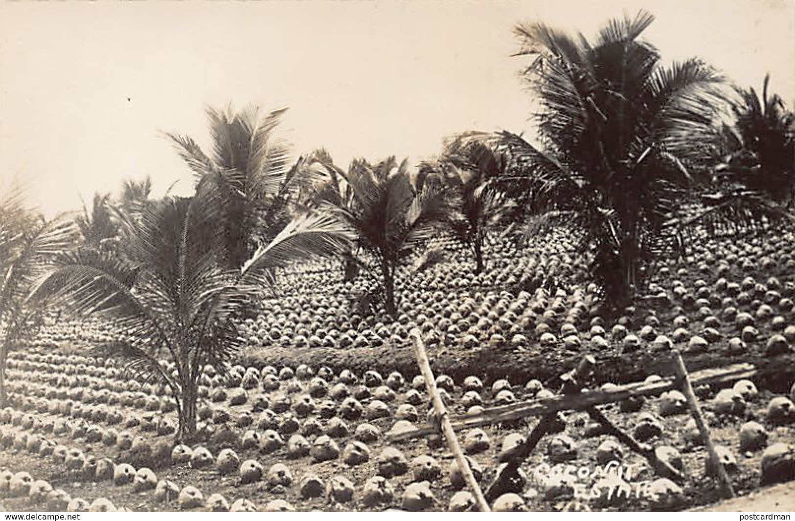 Malaysia - Coconut Estate - REAL PHOTO - Publ. Unknown  - Maleisië