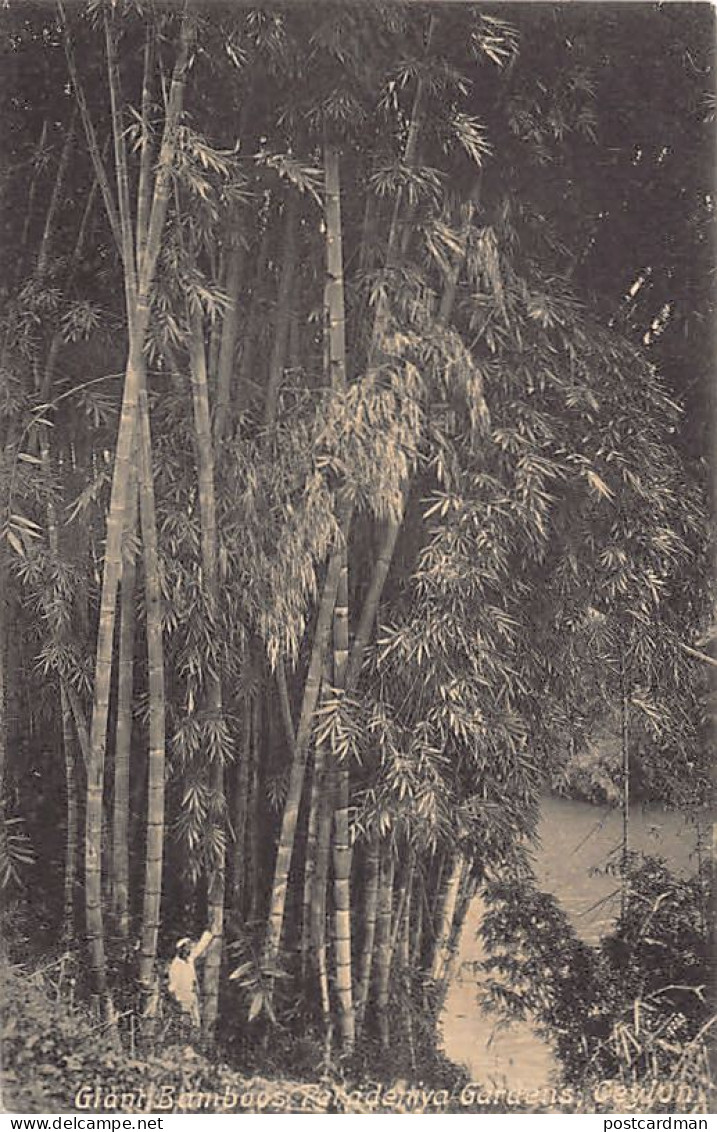 Sri Lanka - Giant Bamboos, Peradeniya Gardens - Publ. Plâté & Co. 284 - Sri Lanka (Ceilán)