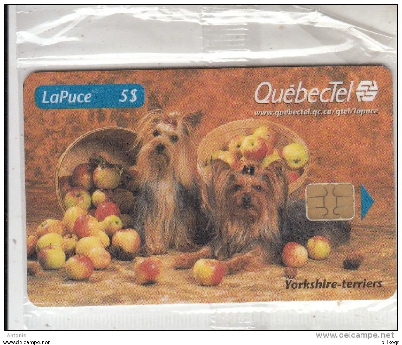CANADA - Dogs, QuebecTel Telecard $5, Tirage 5000, 10/98, Mint - Canada