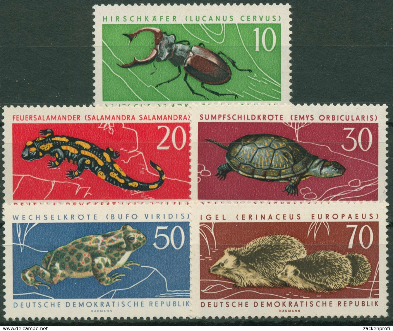 DDR 1963 Tiere Käfer Salamander Schildkröte Igel 978/82 Postfrisch - Nuovi