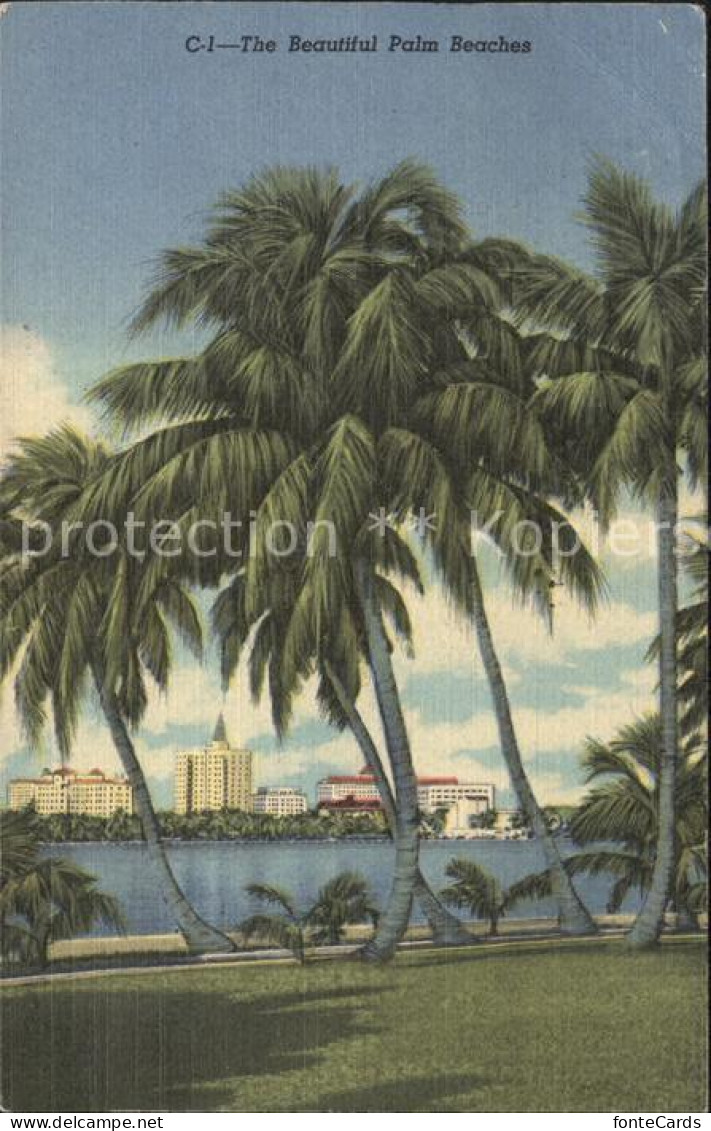 11693999 Palm_Beach Palm Trees - Altri & Non Classificati