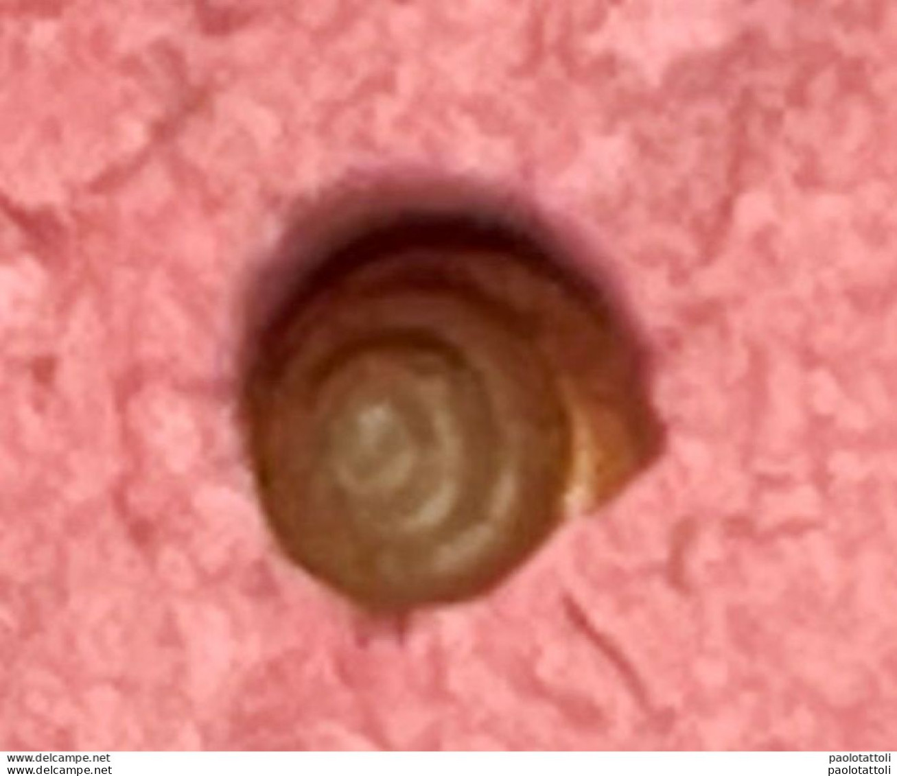 Land Snail- Acanthinula Aculeata ( O.F.Muller, 1774)- 17.10.2008. Borutta ( Sassari) Sardinia . - Muscheln & Schnecken