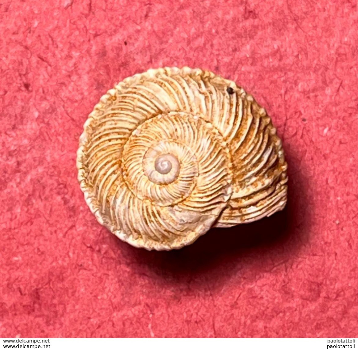 Land Snail- Cernuella Rugosa ( Lamarck , 1822)- 1998. Trapani, Sicily, Italy . Alive Taken Among Shrubs 10,5 X 5,2mm - Coquillages