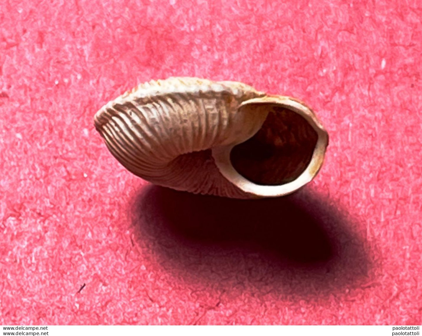 Land Snail- Cernuella Rugosa ( Lamarck , 1822)- 1998. Trapani, Sicily, Italy . Alive Taken Among Shrubs 10,5 X 5,2mm - Seashells & Snail-shells