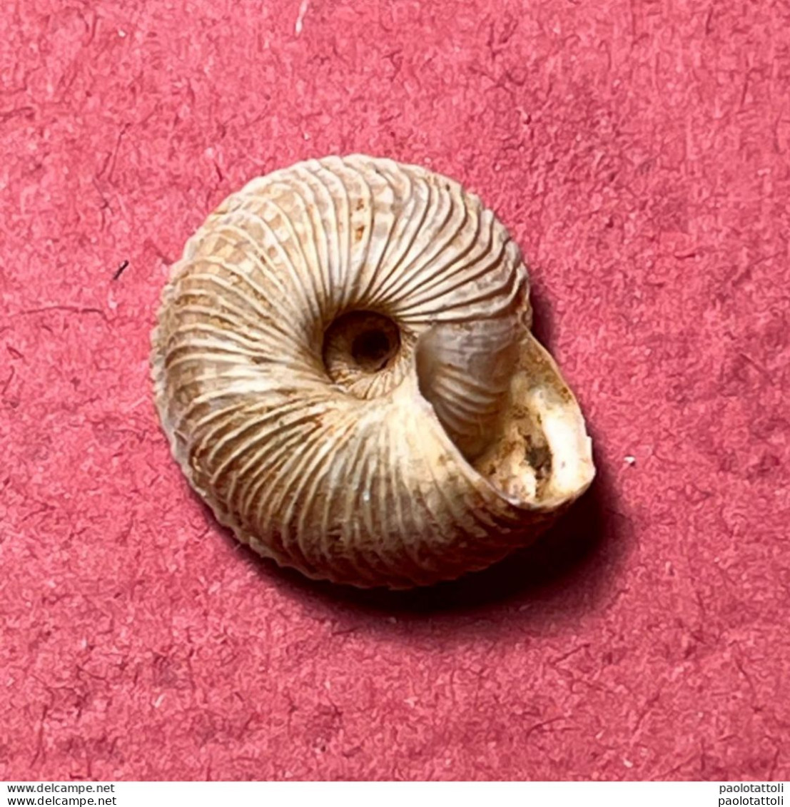 Land Snail- Cernuella Rugosa ( Lamarck , 1822)- 1998. Trapani, Sicily, Italy . Alive Taken Among Shrubs 10,5 X 5,2mm - Schelpen
