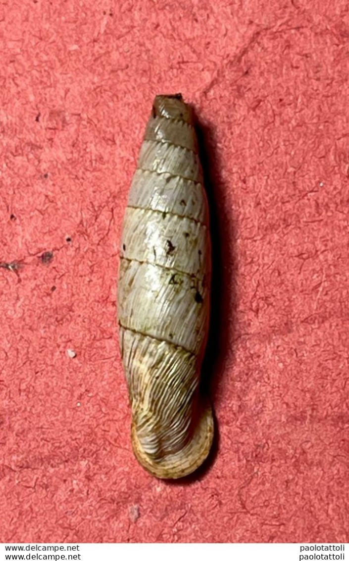 Land Snail- Charpentieria Nobilis ( Pfeiffer , 1848)- 2007. S. Vito Lo Capo Trapani, Sicily . - Seashells & Snail-shells