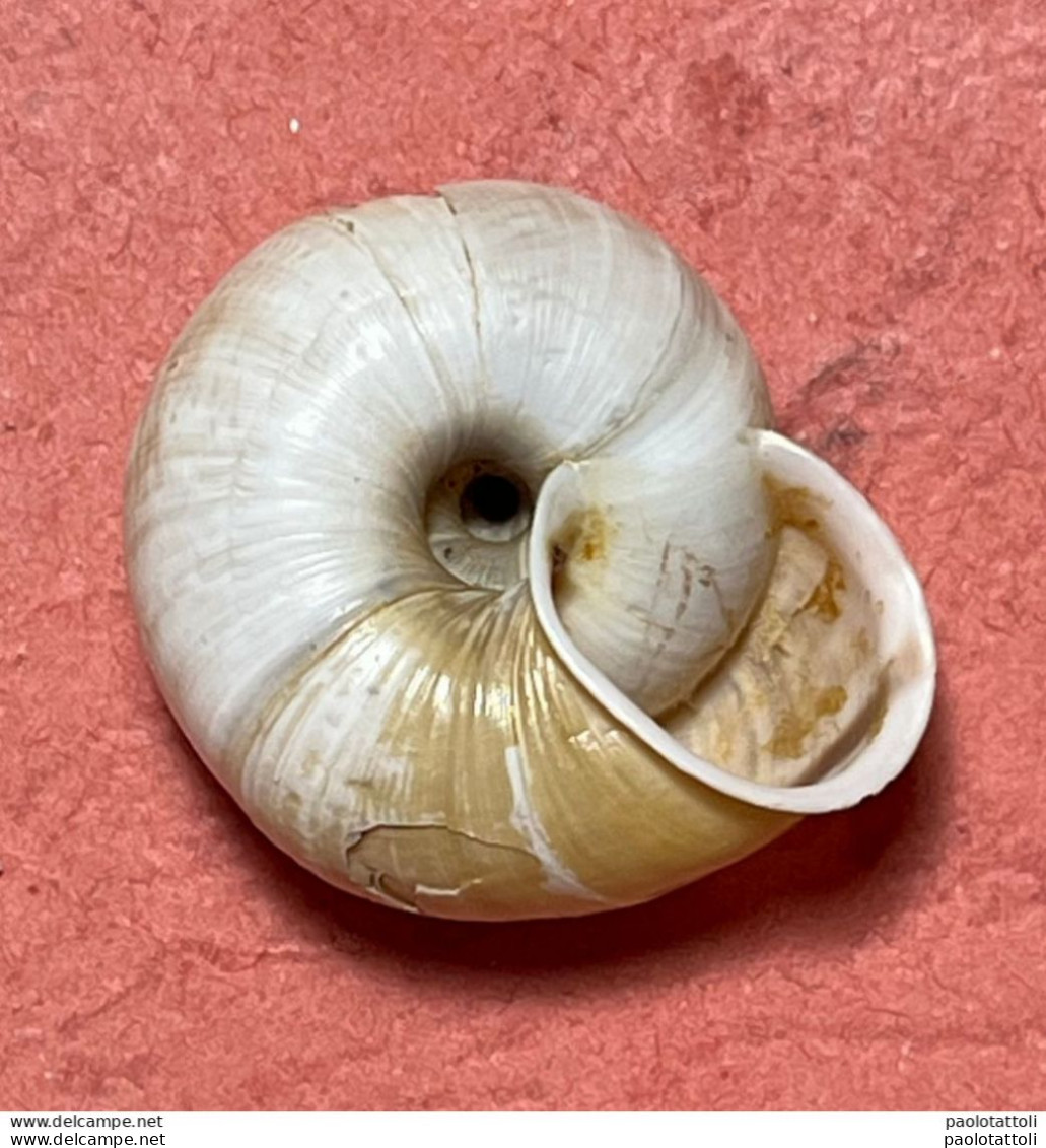 Land Snail- Chilostoma Cingulatum Colubrinum ( De Cristofori & Jan, 1832)- 1.5.1999. Inzino Valley, Gardone, Trompia (BS - Coquillages