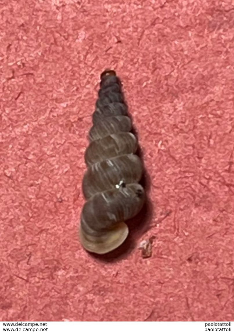 Land Snail- Cochlostoma Philippianum ( Gredler, 1853)- 17.8.2013. La Sella, Santa Croce Lake, Ponte Nelle Alpi, Belluno - Conchas Y Caracoles