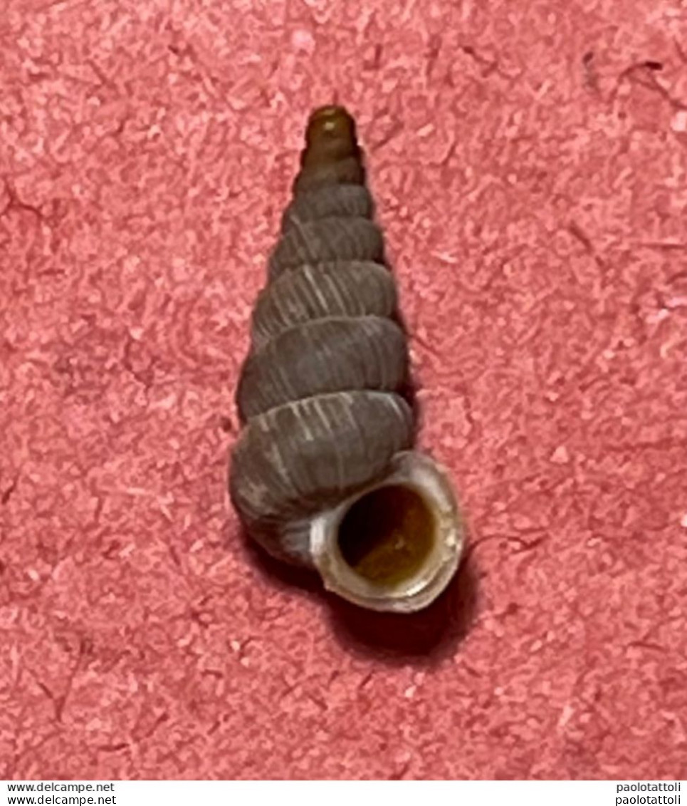 Land Snail- Cochlostoma Philippianum ( Gredler, 1853)- 17.8.2013. La Sella, Santa Croce Lake, Ponte Nelle Alpi, Belluno - Schelpen