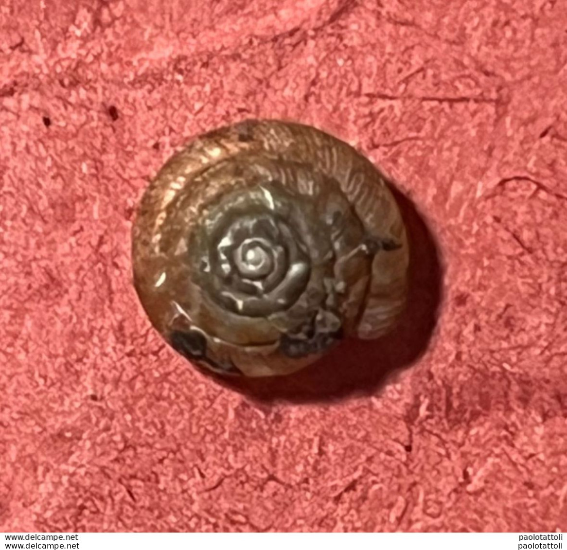 Land Snail- Discus Rotundatus( O.F.Muller, 1774)- 5.6.2005. Sant-Ciers D'Abzac ( France) . 4,8 X 1,1 Mm - Schelpen