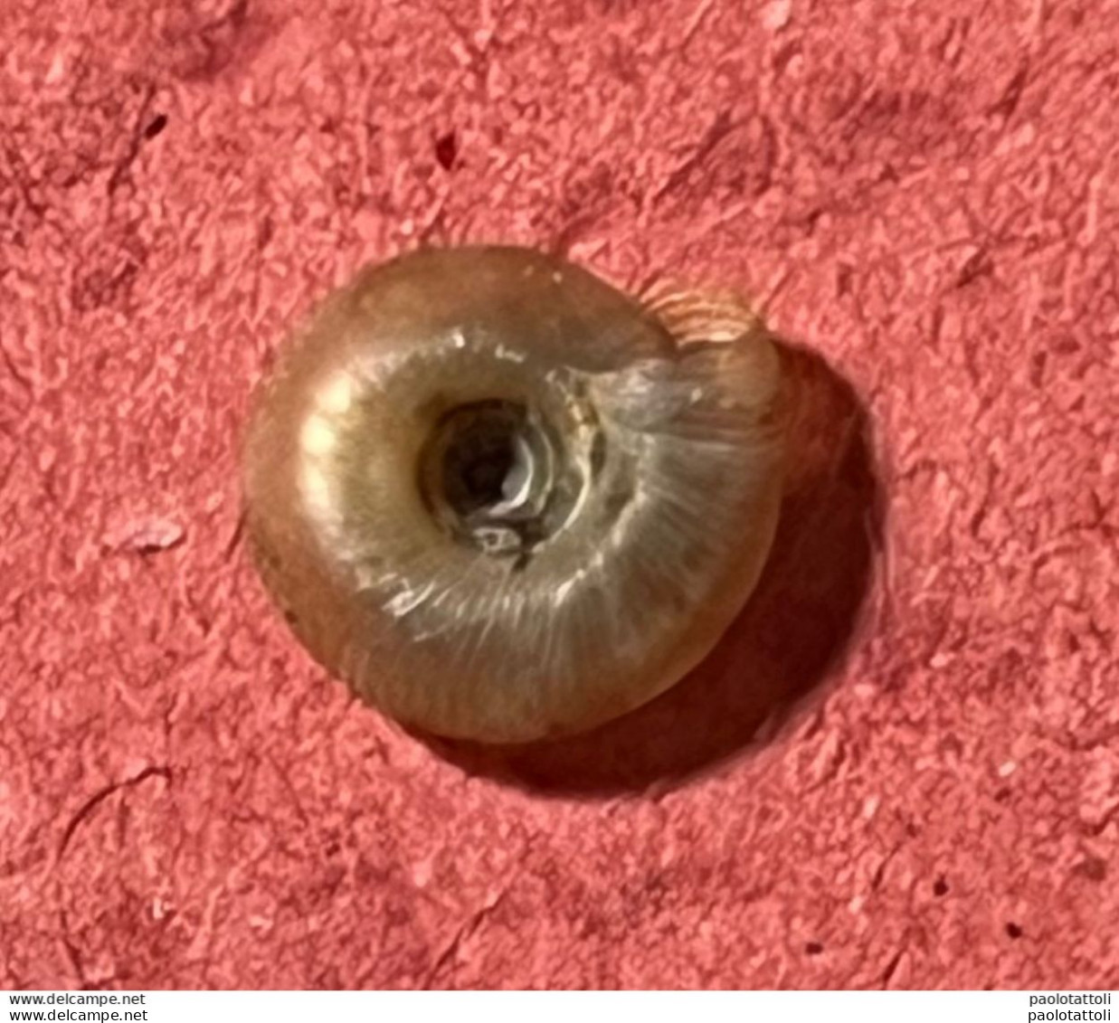 Land Snail- Discus Rotundatus( O.F.Muller, 1774)- 5.6.2005. Sant-Ciers D'Abzac ( France) . 4,8 X 1,1 Mm - Seashells & Snail-shells