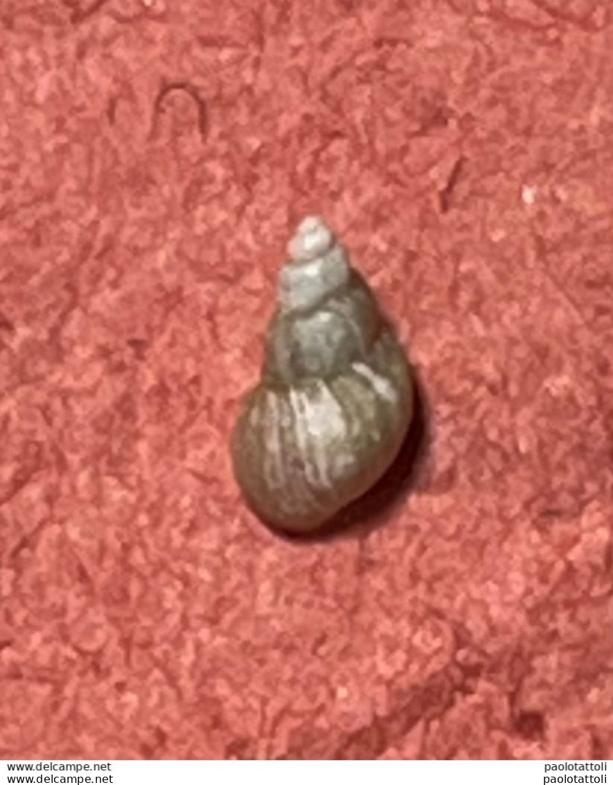 Land Snail- Eupolidestrina Aponensis ( Van Martens, 1858)- 8.4.2000. Montegrotto Terme,Padova,  Italy . - Seashells & Snail-shells