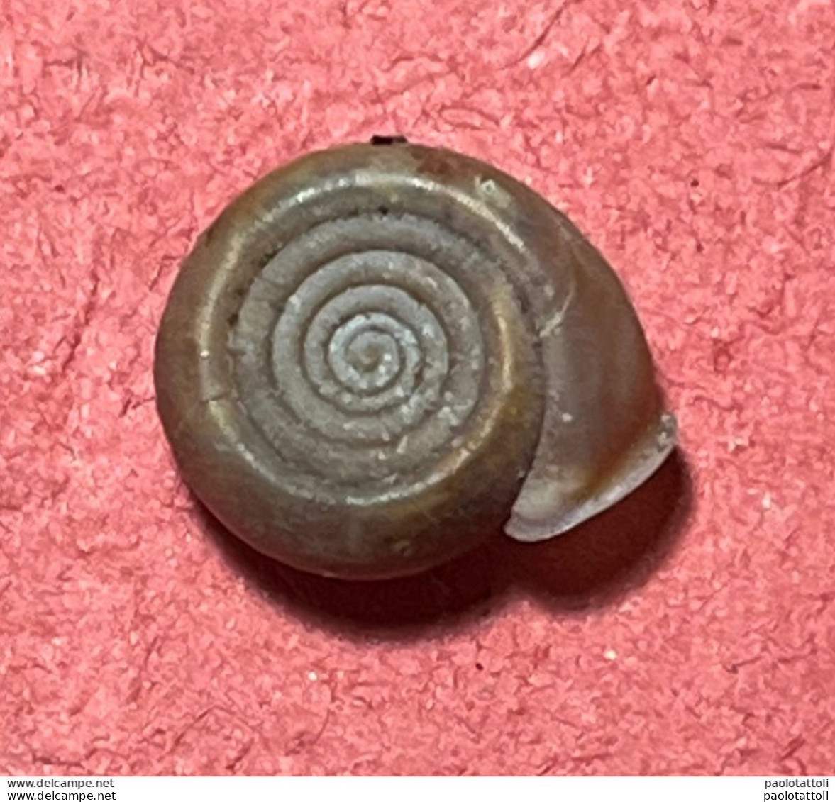 Land Snail- Helicodonta Angigyra ( Rossmassler , 1834)- 13.6.2000. Tolggio Valley, San Giovanni Briano, Bergamo, Italy . - Coquillages