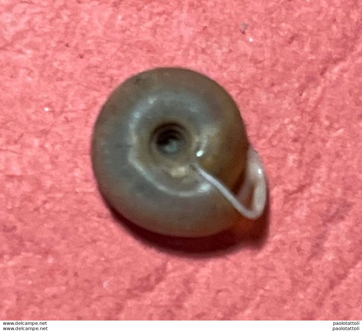 Land Snail- Helicodonta Angigyra ( Rossmassler , 1834)- 13.6.2000. Tolggio Valley, San Giovanni Briano, Bergamo, Italy . - Conchas Y Caracoles