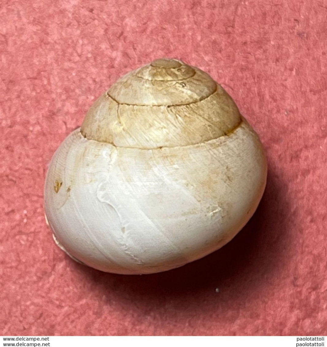 Land Snail- Marmorana Platychela ( Menke, 1830)- 1.1.2011. Mount Pellegrino, Sicily . Alive Taken On To The Rock Walls. - Seashells & Snail-shells