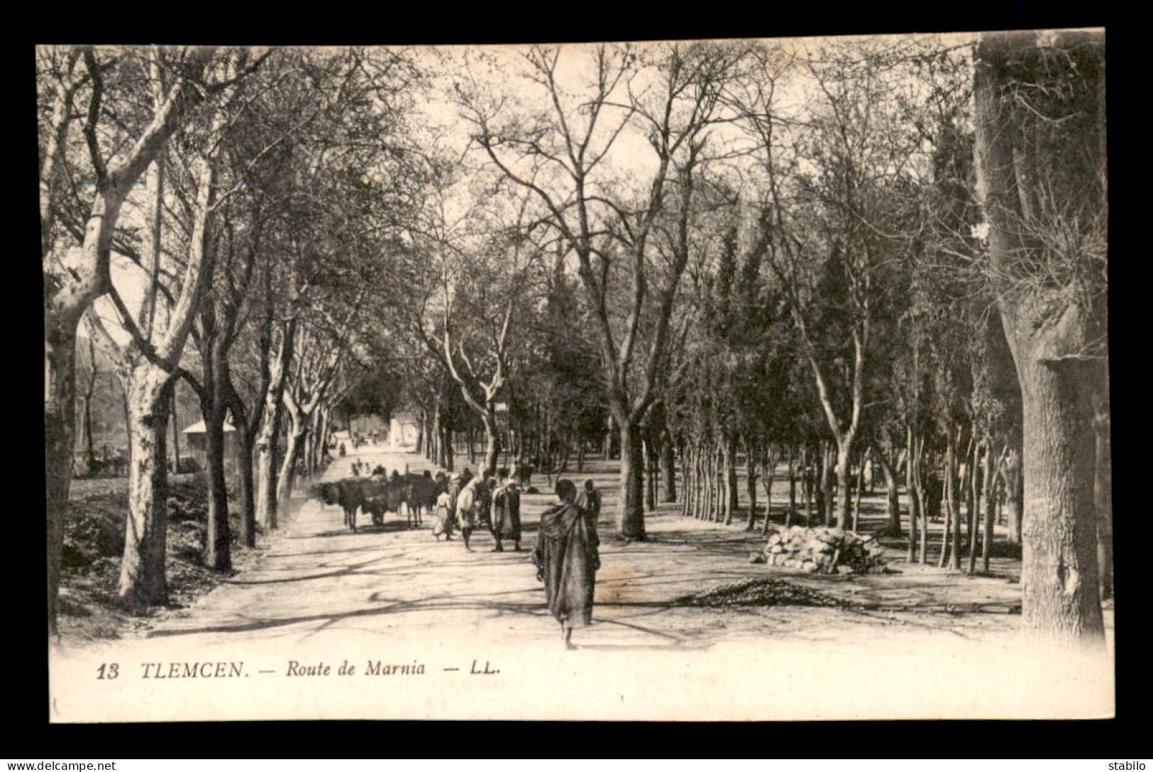 ALGERIE - TLEMCEN - ROUTE DE MARNIA - Tlemcen