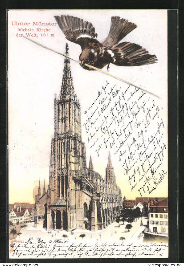 AK Ulm, Münster Kirche, Vogel  - Ulm