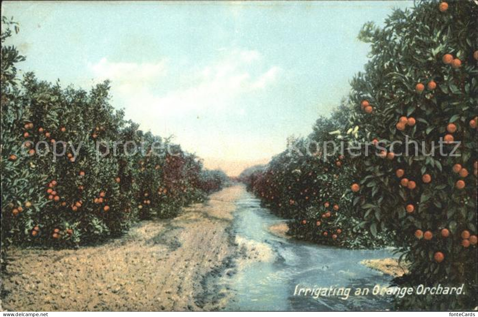 11688264 California_US-State Orange Orchard Orangenplantage - Sonstige & Ohne Zuordnung