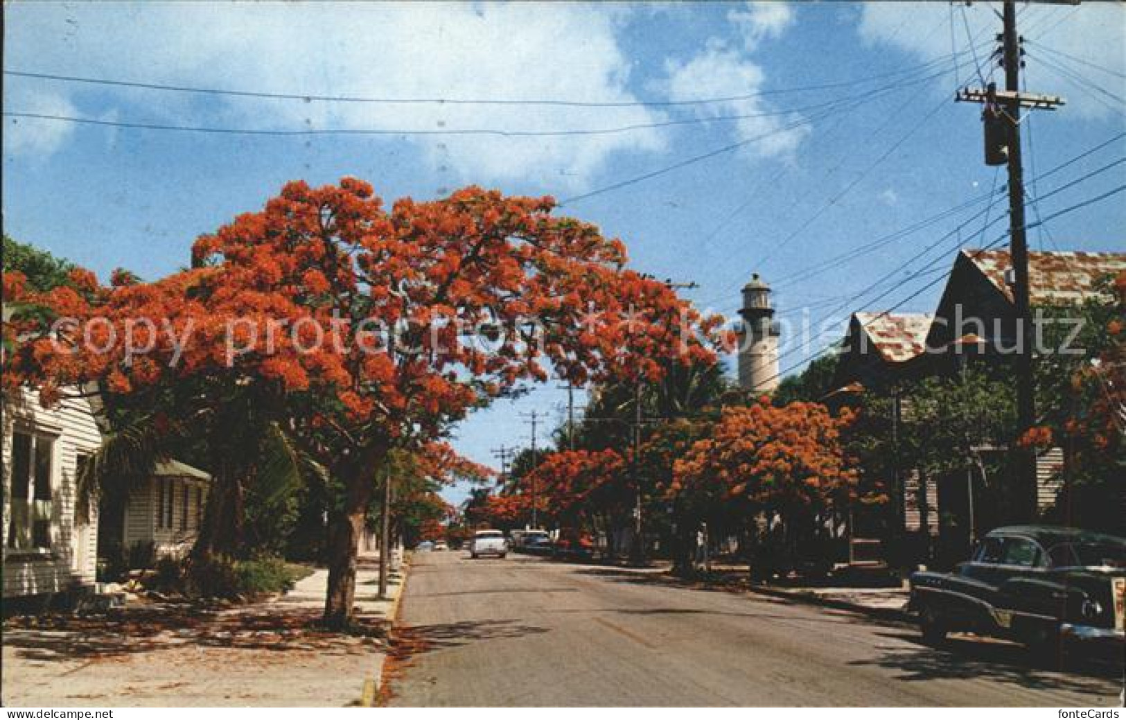 11688148 Key_West Royal Poinciana Trees Simonton Street Lighthouse - Autres & Non Classés
