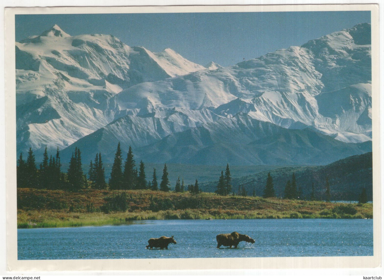 Elche Im Wasser - (Canada) - Moose - Andere & Zonder Classificatie