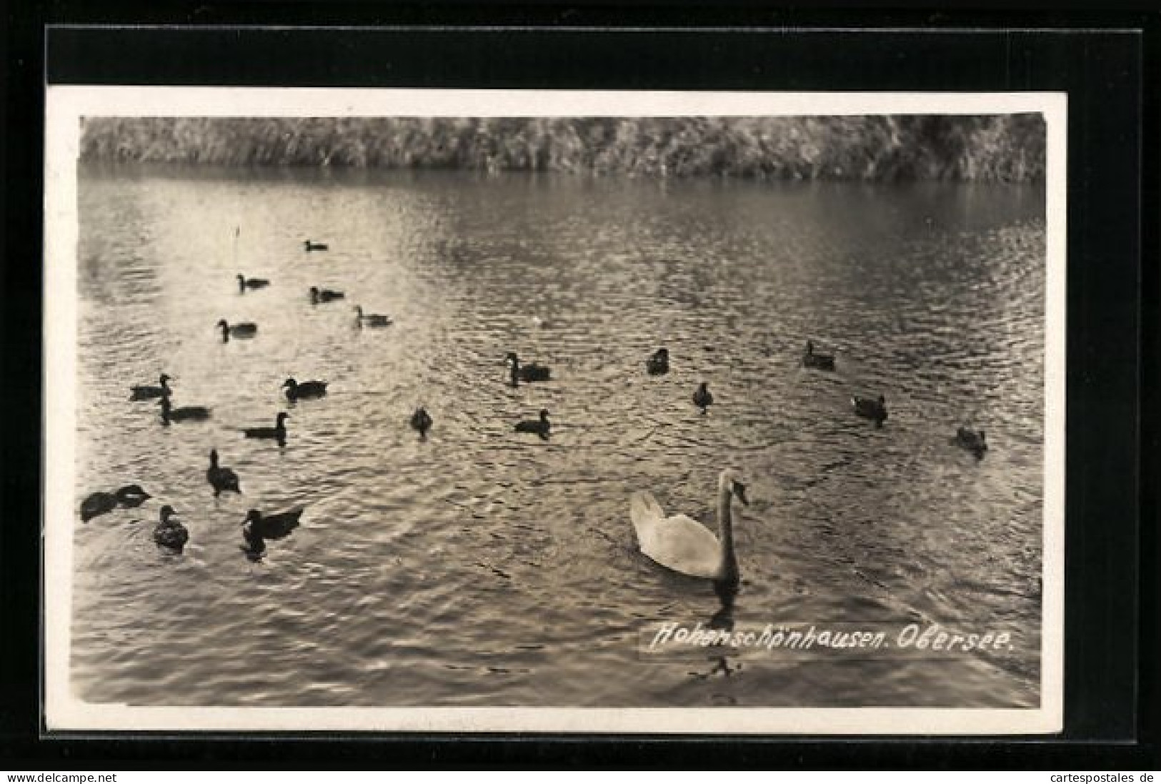 AK Berlin-Hohenschönhausen, Enten Auf Dem Obersee  - Weissensee