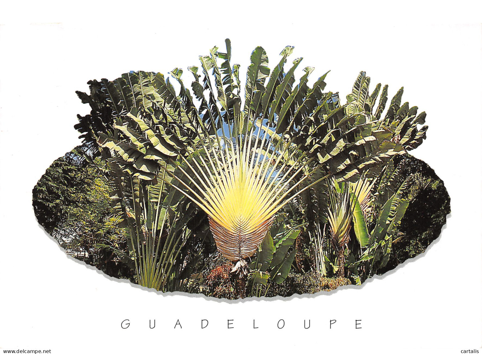 971-GUADELOUPE-N°C4122-B/0159 - Otros & Sin Clasificación