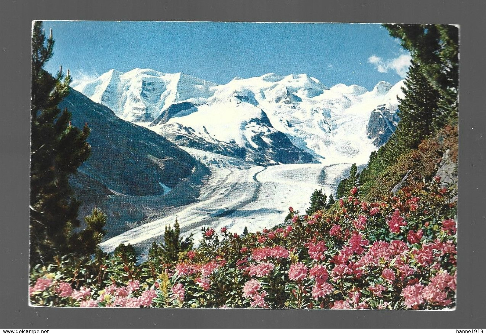 Alpenrosenfeld Am Morteratschgletscher Mit Piz Palu Und Bellavista Photo Carte Suisse Schweiz Htje - Pontresina