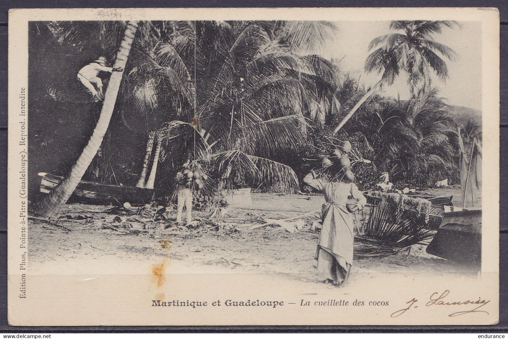 Guadeloupe - CP "la Cueillette Des Cocos" Affr. N°27+29 Càd ST-CLAUDE /31 … Pour BRUXELLES - Càd Octogon. "LIGNE D /1 FE - 1877-1920: Période Semi Moderne