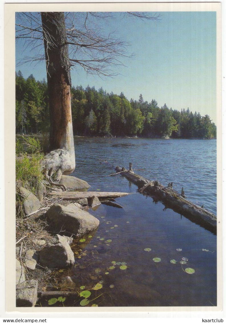 Ontario - Algonquin Park, Smoke Lake - (Canada) - North Bay