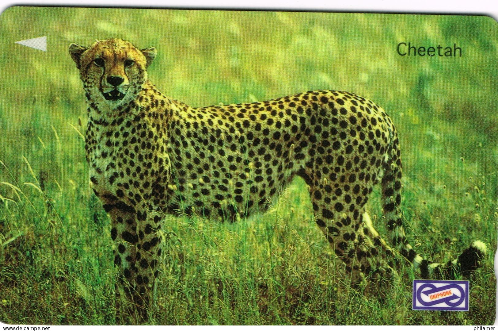 Afrique Du Sud Uni Phonekad Phonecard Telecarte Leopard Guepard Animal Felin Cheetah UT BE - South Africa