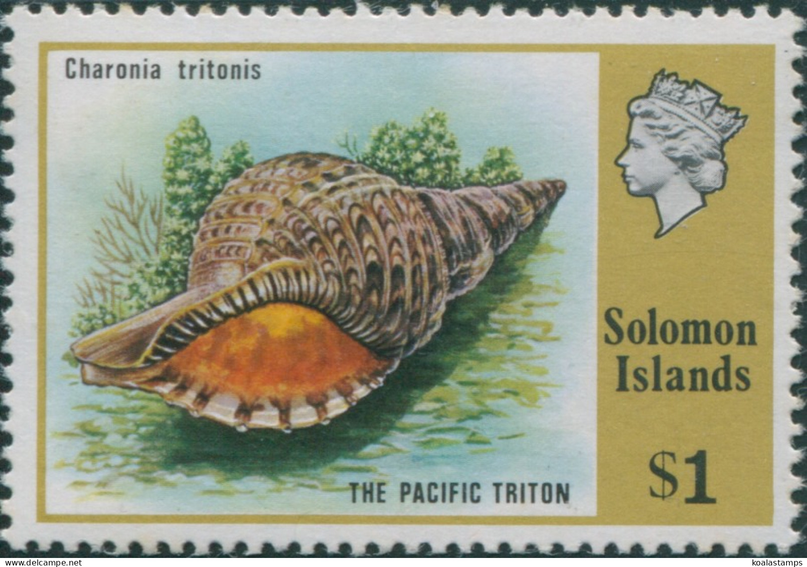 Solomon Islands 1976 SG318 $1 Trumpet Triton Shell MNH - Salomon (Iles 1978-...)