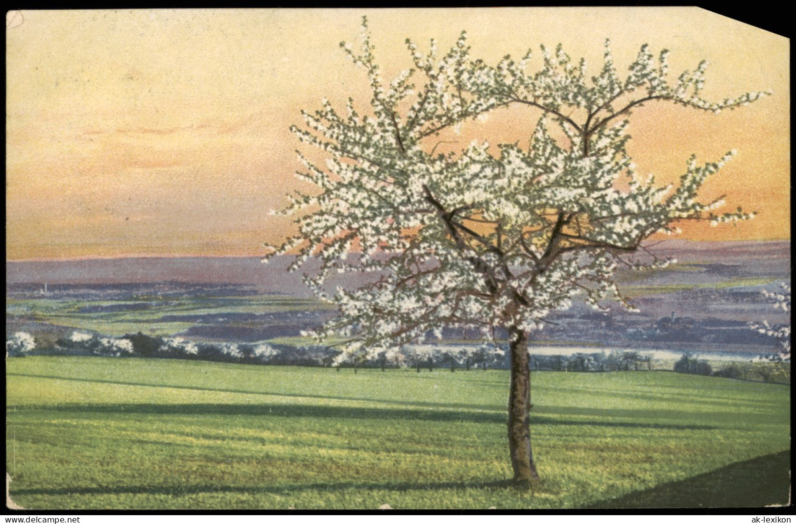 Ansichtskarte  Stimmungsbild: Frühling Baum Und Fernsicht Photochromie 1916 - Other & Unclassified