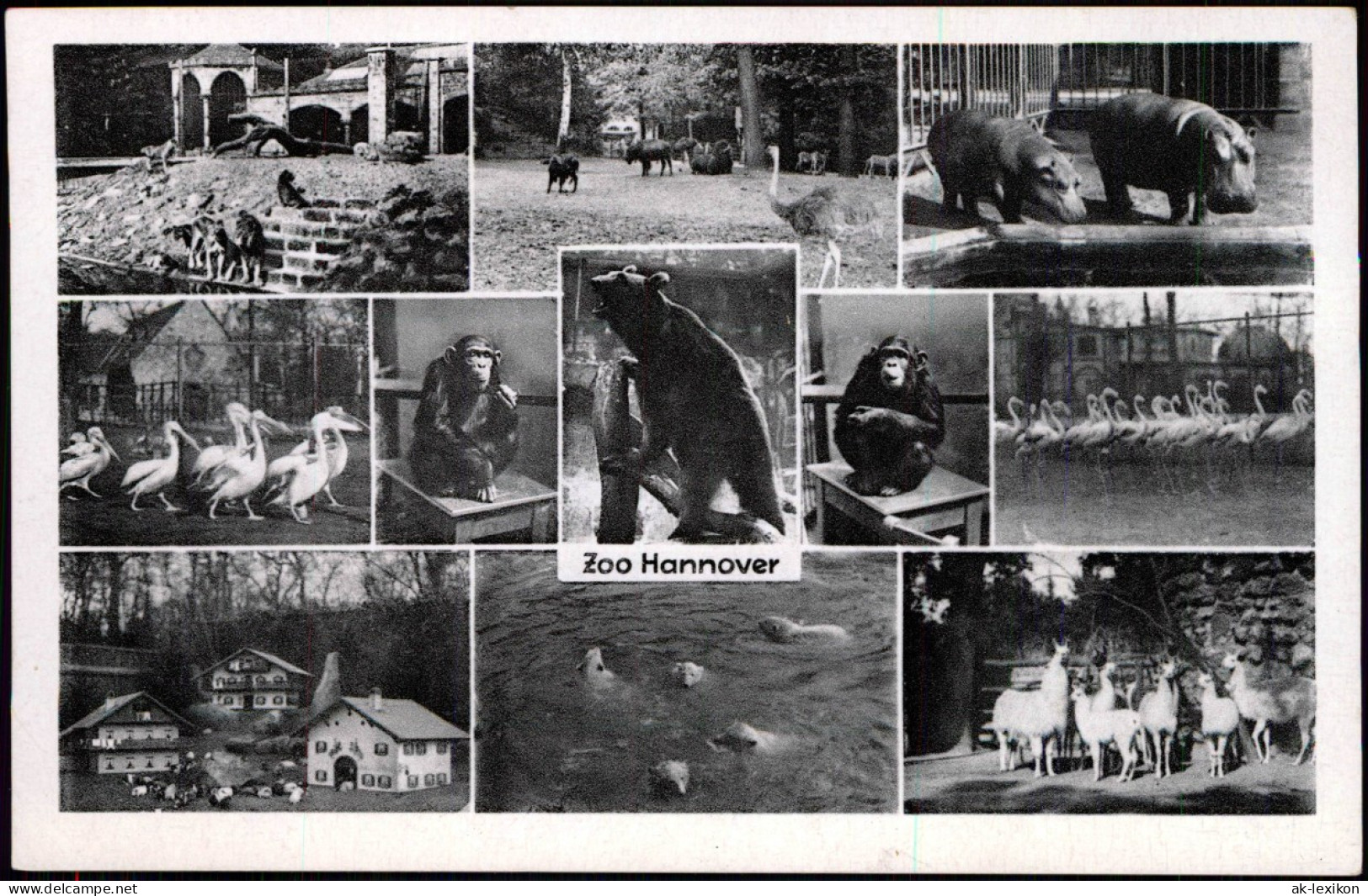 Ansichtskarte Hannover Zoologischer Garten MB Affen Nilpferde 1939 - Hannover