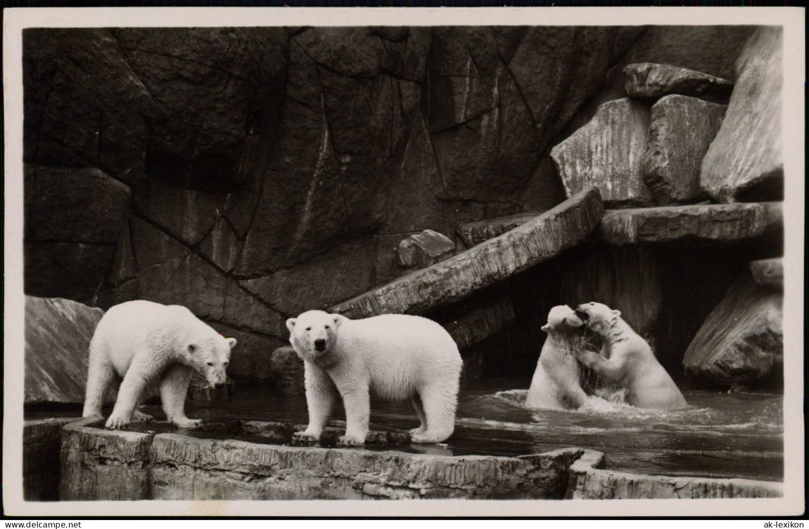 Stellingen-Hamburg Tierpark Hagenbeck Nordland-Panorama: Eisbären 1932 - Stellingen