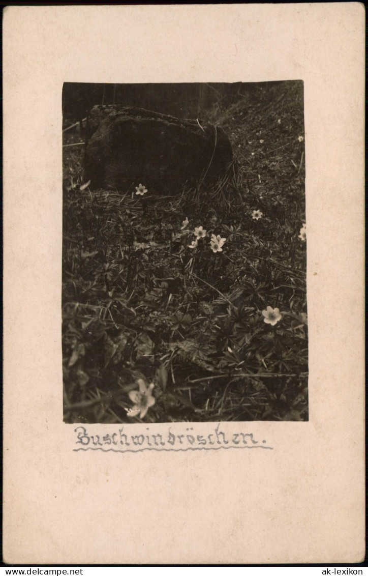 Foto  Botanik :: Blumen Buschwindröschen 1922 Privatfoto - Altri & Non Classificati