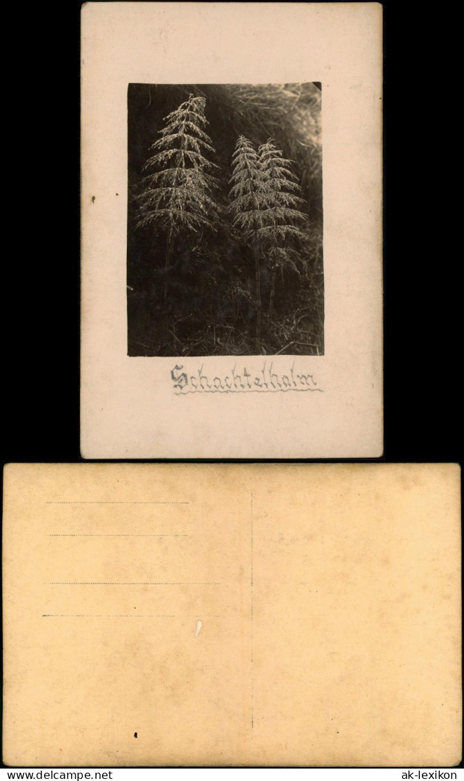 Foto  Botanik Pflanzen Schachtelhalm 1915 Privatfoto - Autres & Non Classés