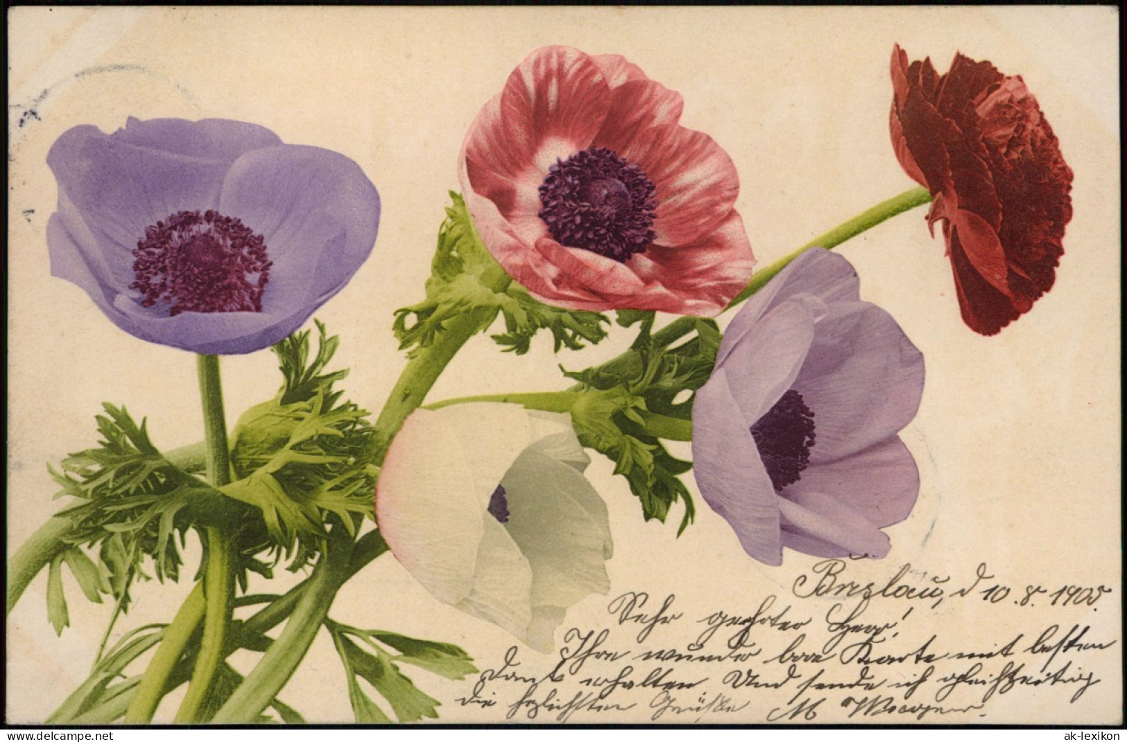 Ansichtskarte  Botanik :: Blumen U.a. Mohnblume Farblichtdruck 1905 - Otros & Sin Clasificación