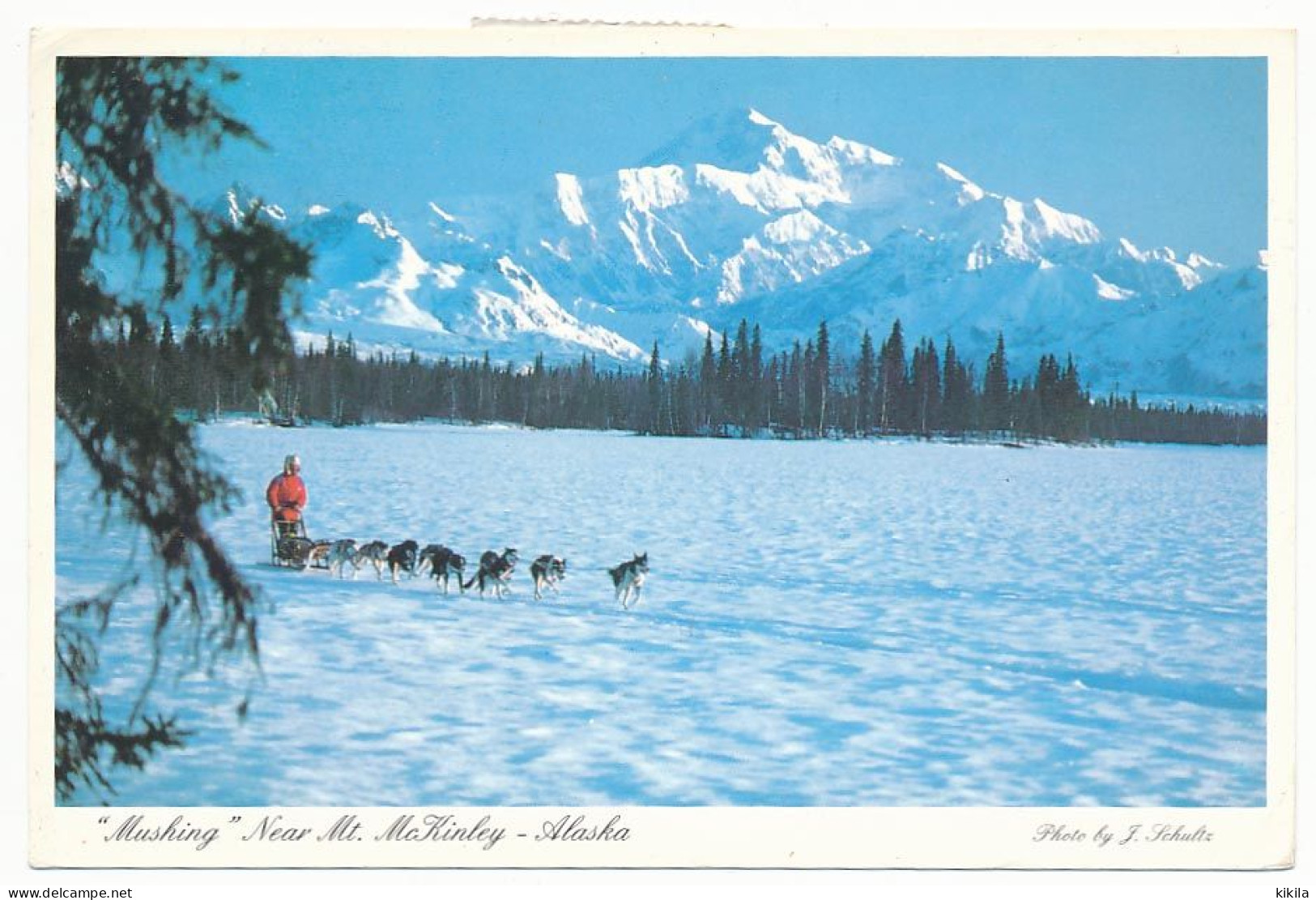 CPSM 10.5 X 15 Etats Unis USA (24) Alaska Mt MCKINLEY  Mushing  Chiens De Traineau World Famous Musher Joe Redington And - Otros & Sin Clasificación