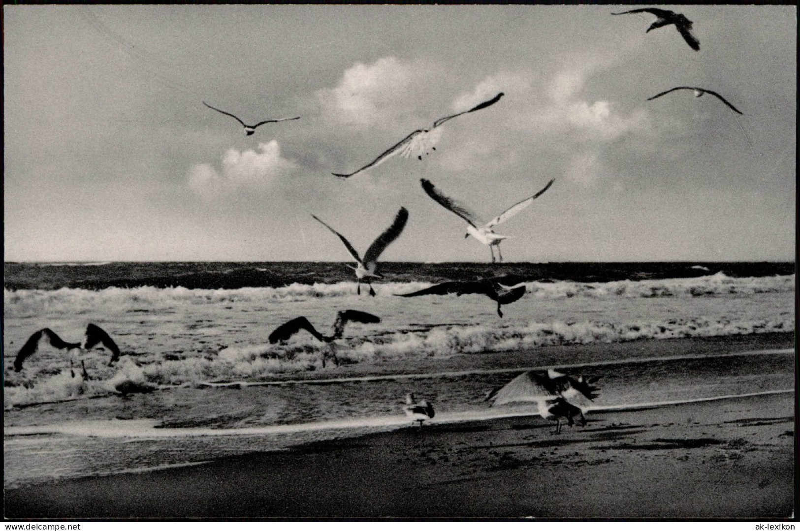 Ansichtskarte Borkum Möwen Am Strand 1956 - Borkum