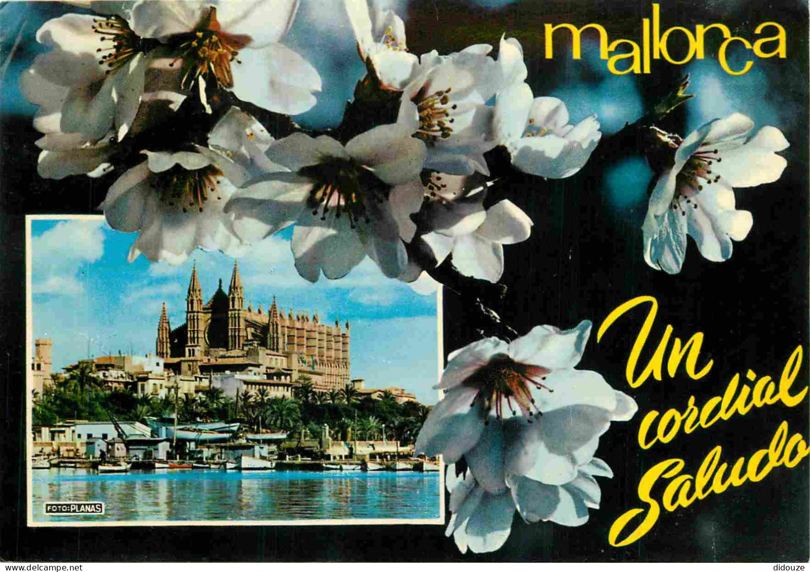 Espagne - Espana - Islas Baleares - Palma De Mallorca - La Cathédrale - Fleurs - CPM - Voir Scans Recto-Verso - Palma De Mallorca