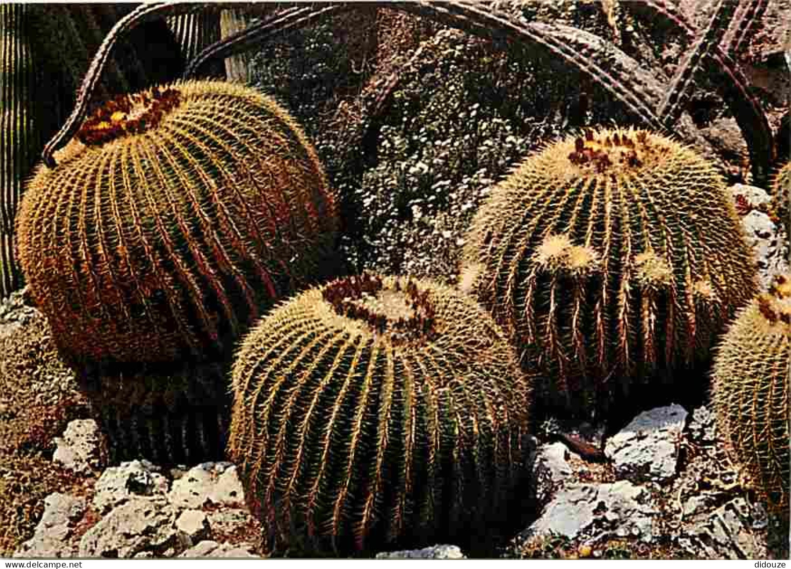 Monaco - Le Jardin Exotique - Echinocactus Grusoni - Cactée Du Mexique - Carte Neuve - CPM - Voir Scans Recto-Verso - Jardín Exótico