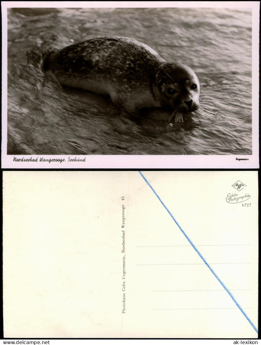 Ansichtskarte Wangerooge Strand Seehund 1956 - Wangerooge