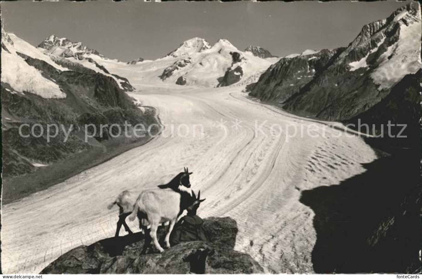 11677703 Eggishorn Gr Aletschgletscher Mit Eiger Moench Jungfrau Gemsen Eggishor - Otros & Sin Clasificación